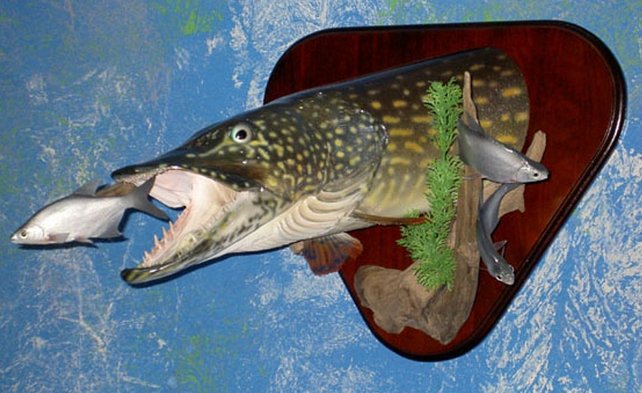 Камызякский слесарь мастерит чучела из разных видов астраханской рыбы